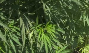 У зоні проведення АТО виявили два з половиною гектари коноплі (відео)