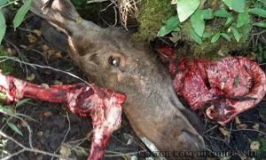 Волинські поліцейські спіймали браконьєрів, які вбили лося в національному парку