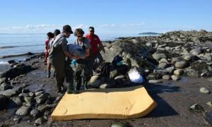У Канаді діти врятували новонародженого кита, якого викинуло на берег