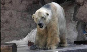 В Аргентині помер найсумніший у світі ведмідь 