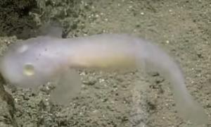 На дні Тихого океану вперше зняли унікальну рибу-примару
