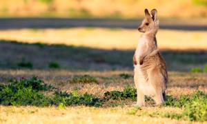 Мережу розчулило відео з кенгуреням, яке навідріз відмовляється розлучатися зі своїм вихователем (відео)