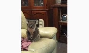 В Австралії коала «захопила» будинок тимчасово відсутніх мешканців (фото)