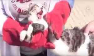 Мережу вразило відео з псом, який, побачивши пораненого кота, покликав людей на допомогу