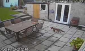 У Лондоні лисиця вкрала у жителів приватного будинку  пульт від PlayStation (відео)