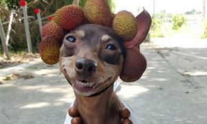 Пес із Тайваню, який любить позувати з фруктами,  сподобався користувачам соцмереж