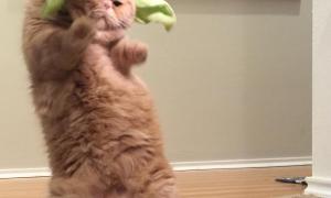 Кіт з Техасу, який любить стояти на задніх лапах, підкорив користувачів соцмереж (відео)