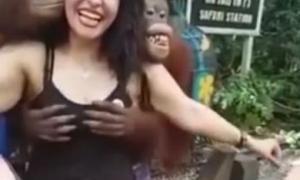Орангутанг «оцінив» принади симпатичної туристки в зоопарку Бангкока (відео)
