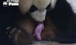 Відеозапис народження панди в Китаї став інтернет-хітом
