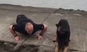 Поліцейський собака, який робить «віджимання», підкорив Мережу (відео)
