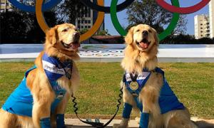У Бразилії влаштували Олімпійські ігри для тварин
