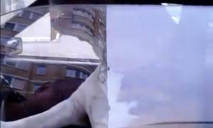 Мережу вразило відео з псом, який грає на клаксоні автомобіля

