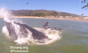 У США серфер зіткнувся з китом (відео)