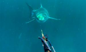 Рибалка із Австралії зіткнувся під водою з білою акулою (фото)
