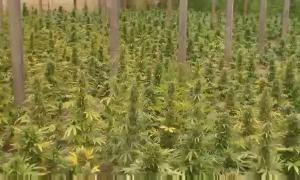 На Запоріжжі виявлено цілу плантацію елітної марихуани (відео)
