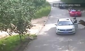 У Китаї амурський тигр убив відвідувачку сафарі-парку (відео)