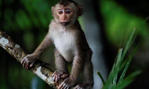 Мавпи зіпсували бюлетені для референдуму в Таїланді