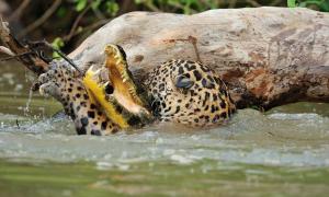 У Бразилії туристи зафільмували неймовірну сутичку ягуара та крокодила (відео)