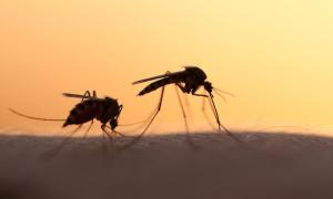 Пройшов другий чемпіонат світу з ловлі комарів
