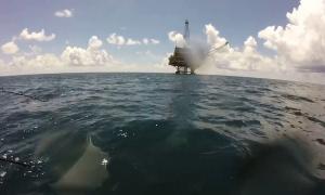 Американський рибалка зафільмував бій акули-молота з тигровою акулою (відео)