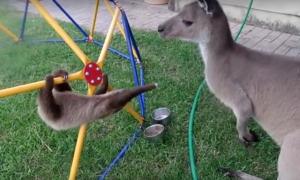 Лінивець і кенгуру спробували зрозуміти один одного (відео)
