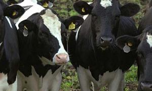 Іран запрошує українських виробників великої рогатої худоби до співпраці