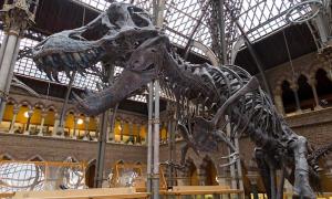 В Оксфордському музеї сонячне світло руйнує скелети динозаврів
