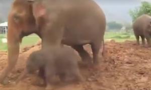 «Моторне» слоненя повеселило своїх родичів і мільйони інтернет-користувачів (відео)