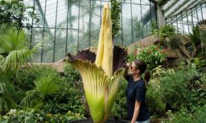 У Бельгії розцвіла найбільша квітка планети


