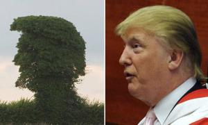 У Британії знайшли схоже на Трампа дерево
