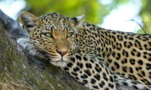 В Індії леопард увірвався в номер до молодят
