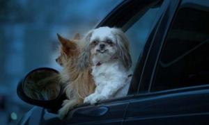 У США дві собаки «викрали» автомобіль і в’їхали на ньому в супермаркет (відео) 