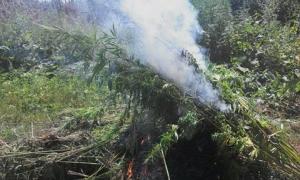 Дві плантації коноплі знищила ‪‎СБУ‬ в районі проведення ‪‎АТО‬