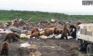 У російському селі десятки ведмедів живуть на сміттєзвалищі (фото)