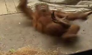 Орангутанг підкорив Мережу «професійним» брейк-дансом
