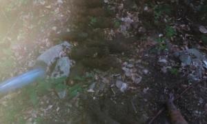 На Закарпатті знайшли 25 мінометних мін часів Другої світової 

