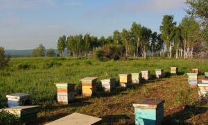 Росіянина, який намагався викрасти мед на пасіці, вбили бджоли
