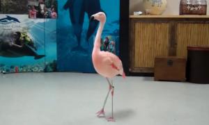 Відвідувач зоопарку у Флориді заколов танцюючого фламінго 
