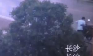 Китаєць спиляв дерево, щоб вкрасти велосипед
