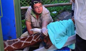 Жираф на Тайвані помер від страху перед поїздкою до нареченої