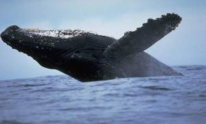 Учені: Горбаті кити виявилися захисниками морських ссавців