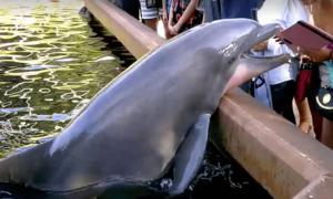 Дельфін не захотів фотографуватися і вихопив Ipad у надокучливого «фотографа» (відео)