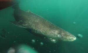 Учені: Гренландські акули можуть жити до 400 років