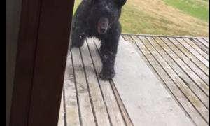 Мережу вразило відео з ведмедем, який злякався кота
