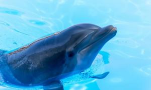 Біологи: Дельфіни співають своїм майбутнім дітям під час вагітності
