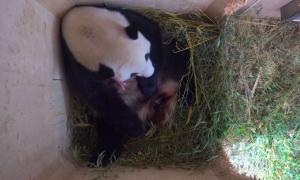 У Віденському зоопарку гігантська панда народила двійню