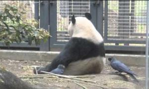 Мережу вразило відео, в якому ворони намагаються зробити гніздо з живої панди