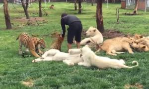 Тигр врятував працівника мексиканського зоопарку від нападу леопарда (відео)
