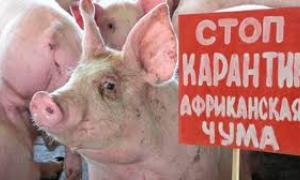 На Сумщині зареєстровано африканську чуму свиней