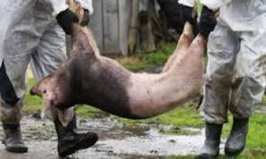На Волині у Любешівському та Ратнівському районах зареєстровано збудник африканської чуми свиней 